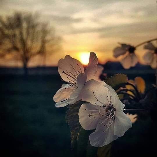 حساب دعوي جداول ذكر الأمنيات