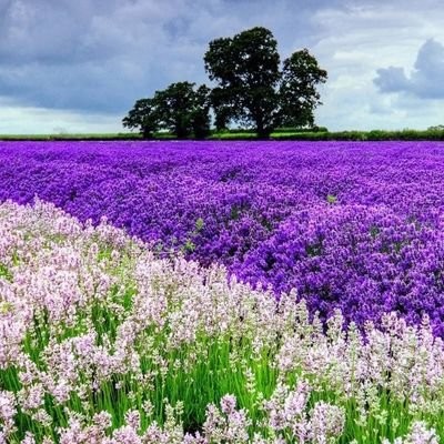 ومضات دعوية