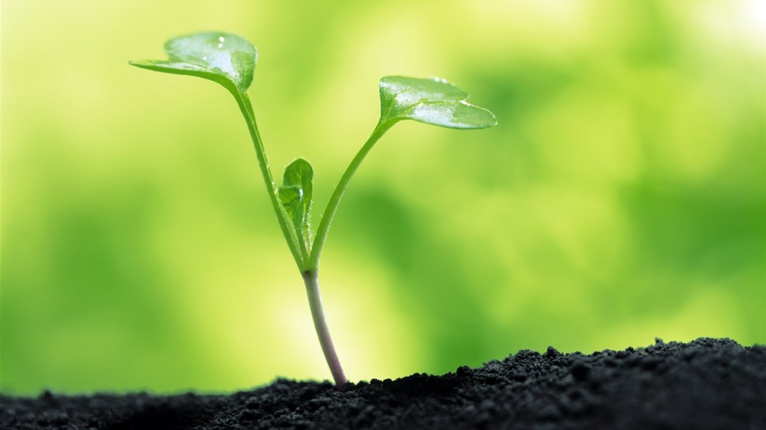 قناة غراس الجنة